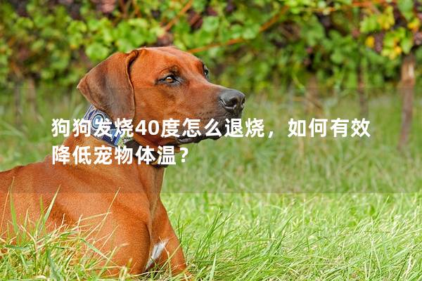 狗狗發燒40度怎么退燒,如何有效降低寵物體溫? 狗狗發燒40度怎么退燒,如何有效降低寵物體溫?