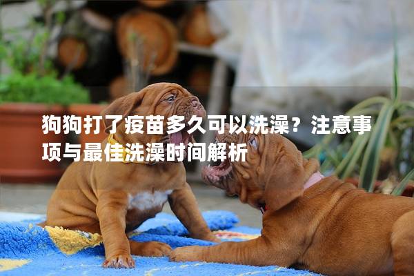 狗狗打了疫苗多久可以洗澡?注意事項與最佳洗澡時間解析 狗狗打了疫苗多久可以洗澡?注意事項與最佳洗澡時間解析