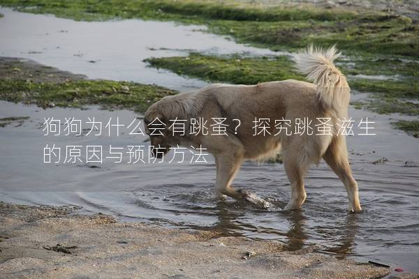 狗狗為什么會(huì)有跳蚤？探究跳蚤滋生的原因與預(yù)防方法