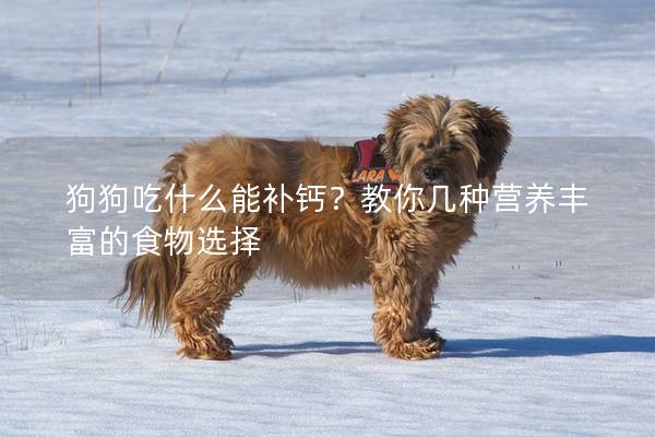 狗狗吃什么能補(bǔ)鈣？教你幾種營(yíng)養(yǎng)豐富的食物選擇
