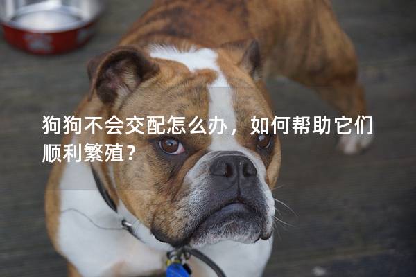 狗狗不會交配怎么辦，如何幫助它們順利繁殖？