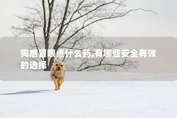 狗感冒喂點什么藥,有哪些安全有效的選擇 狗感冒喂點什么藥,有哪些安全有效的選擇