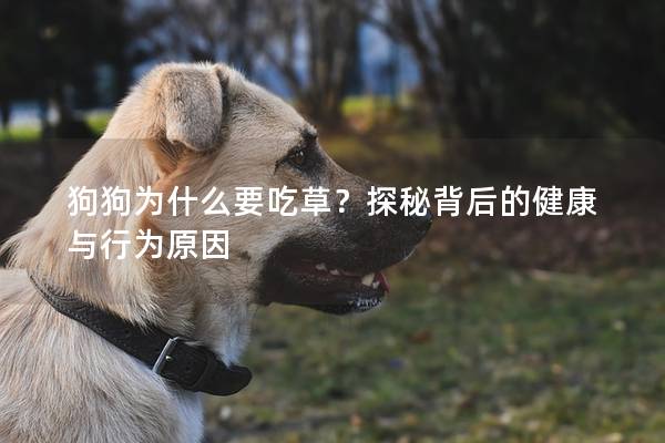 狗狗為什么要吃草？探秘背后的健康與行為原因
