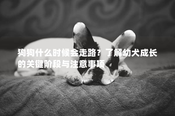 狗狗什么時候會走路？了解幼犬成長的關鍵階段與注意事項