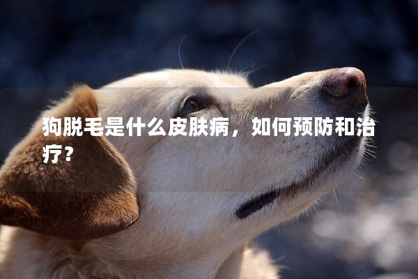 狗脫毛是什么皮膚病,如何預防和治療? 狗脫毛是什么皮膚病,如何預防和治療?