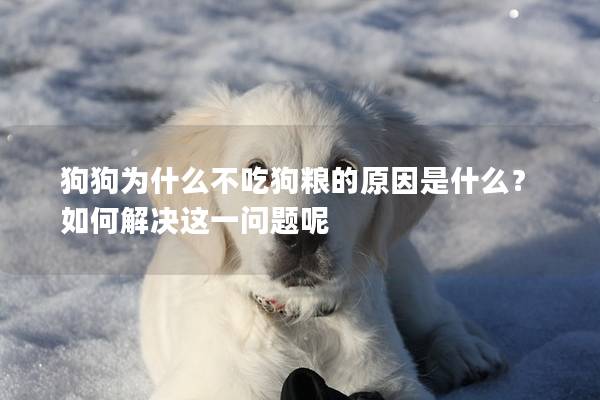 狗狗為什么不吃狗糧的原因是什么？如何解決這一問題呢