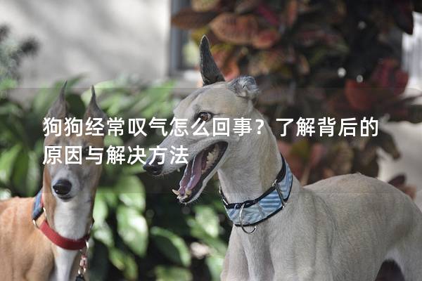 狗狗經常嘆氣怎么回事?了解背后的原因與解決方法 狗狗經常嘆氣怎么回事?了解背后的原因與解決方法