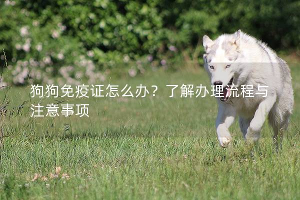 狗狗免疫證怎么辦？了解辦理流程與注意事項