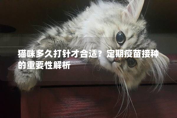 貓咪多久打針才合適？定期疫苗接種的重要性解析
