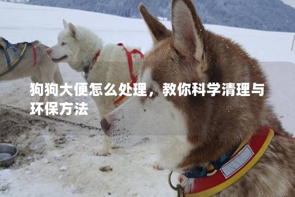 狗狗大便怎么處理，教你科學清理與環保方法