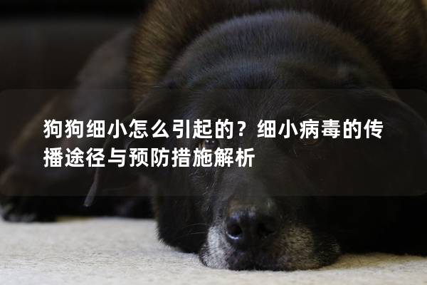 狗狗細小怎么引起的？細小病毒的傳播途徑與預防措施解析