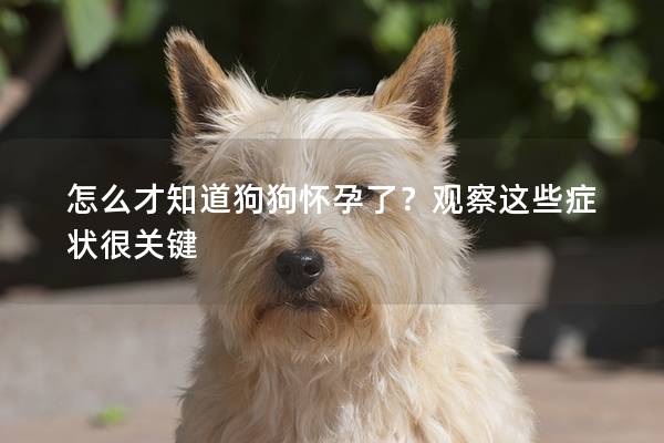 怎么才知道狗狗懷孕了?觀察這些癥狀很關鍵 怎么才知道狗狗懷孕了?觀察這些癥狀很關鍵