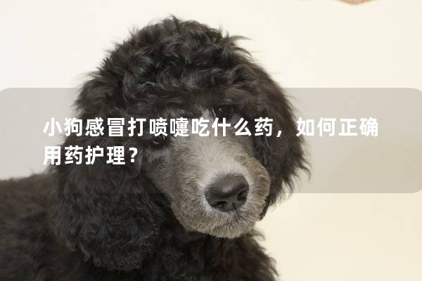 小狗感冒打噴嚏吃什么藥，如何正確用藥護理？