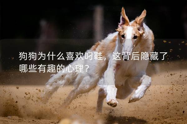 狗狗為什么喜歡叼鞋，這背后隱藏了哪些有趣的心理？