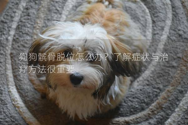 狗狗髕骨脫位怎么辦?了解癥狀與治療方法很重要 狗狗髕骨脫位怎么辦?了解癥狀與治療方法很重要