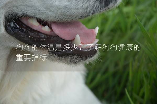 狗狗的體溫是多少？了解狗狗健康的重要指標