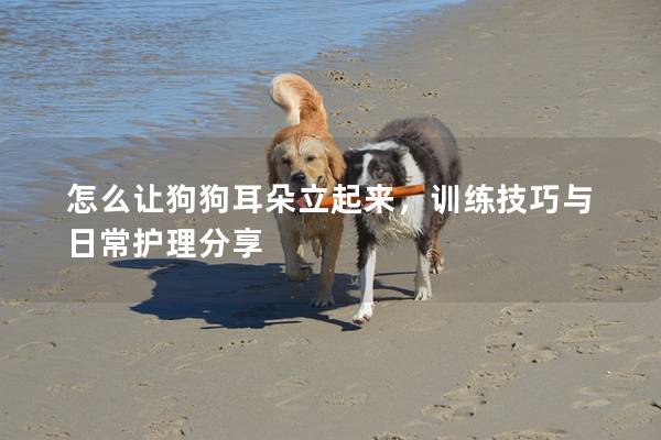 怎么讓狗狗耳朵立起來，訓(xùn)練技巧與日常護(hù)理分享