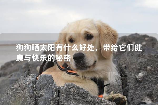 狗狗曬太陽有什么好處，帶給它們健康與快樂的秘密