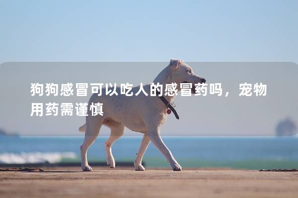 狗狗感冒可以吃人的感冒藥嗎,寵物用藥需謹慎 狗狗感冒可以吃人的感冒藥嗎,寵物用藥需謹慎