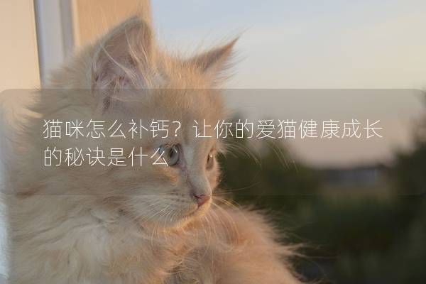 貓咪怎么補(bǔ)鈣？讓你的愛(ài)貓健康成長(zhǎng)的秘訣是什么