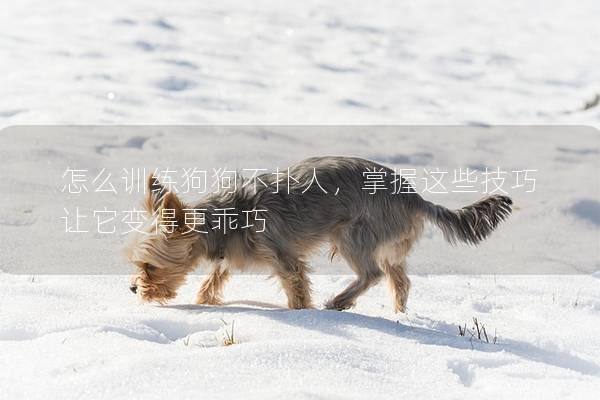 怎么訓(xùn)練狗狗不撲人，掌握這些技巧讓它變得更乖巧