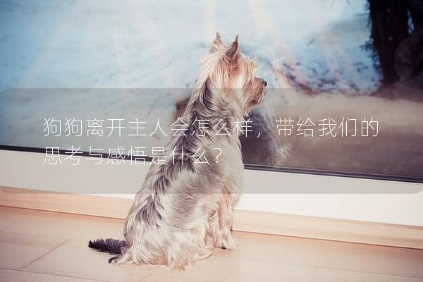狗狗離開(kāi)主人會(huì)怎么樣，帶給我們的思考與感悟是什么？