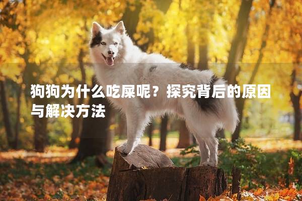 狗狗為什么吃屎呢？探究背后的原因與解決方法