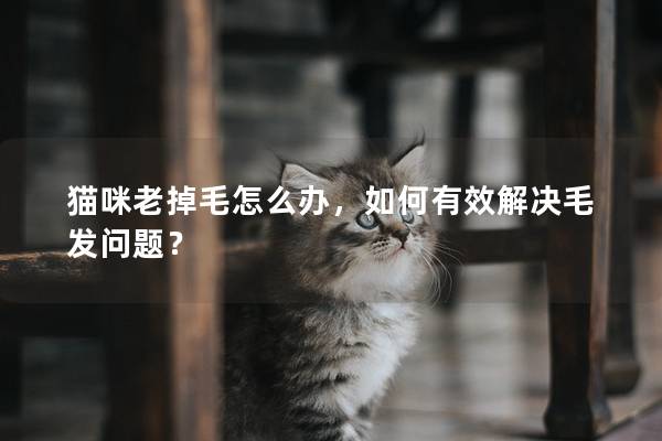 貓咪老掉毛怎么辦，如何有效解決毛發(fā)問題？