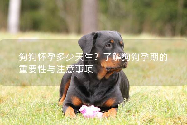 狗狗懷孕多少天生？了解狗狗孕期的重要性與注意事項