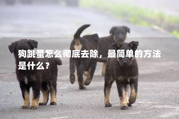 狗跳蚤怎么徹底去除，最簡單的方法是什么？