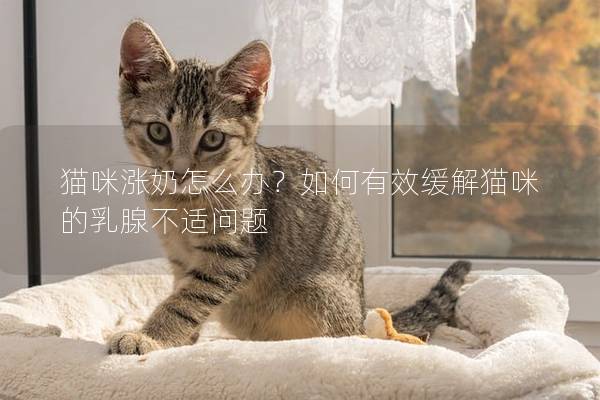 貓咪漲奶怎么辦？如何有效緩解貓咪的乳腺不適問題