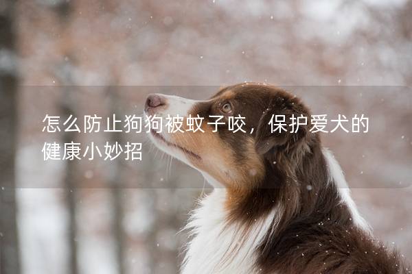 怎么防止狗狗被蚊子咬，保護(hù)愛犬的健康小妙招