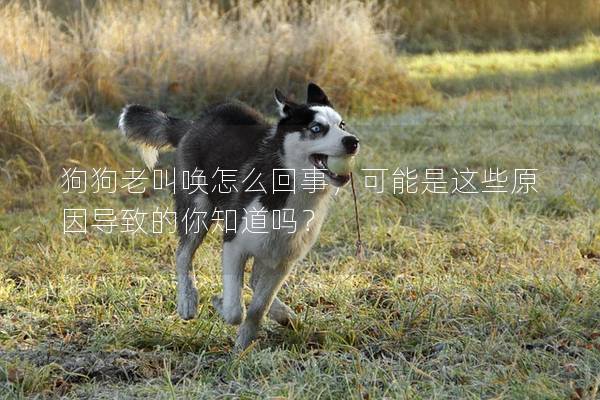 狗狗老叫喚怎么回事，可能是這些原因?qū)е碌哪阒绬幔?></em><p>狗狗老叫喚怎么回事，可能是這些原因?qū)е碌哪阒绬幔?/p><span>2024-12-19</span></a></li><li><a title=