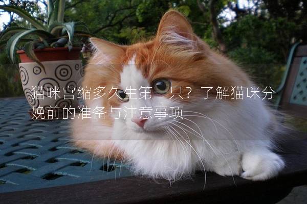 貓咪宮縮多久生第一只？了解貓咪分娩前的準(zhǔn)備與注意事項