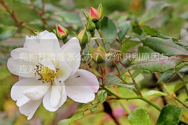 狗狗打噴嚏怎么辦？教你識別原因與應(yīng)對措施