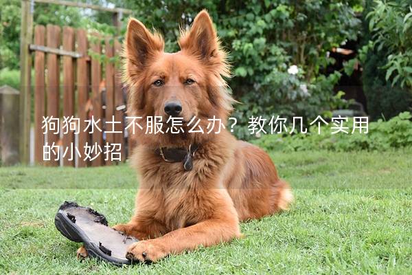 狗狗水土不服怎么辦？教你幾個實用的小妙招