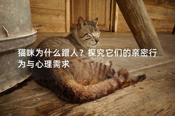 貓咪為什么蹭人？探究它們的親密行為與心理需求