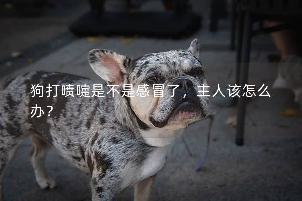 狗打噴嚏是不是感冒了，主人該怎么辦？