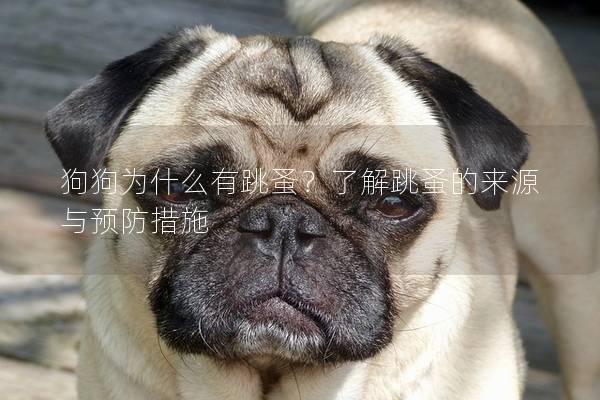 狗狗為什么有跳蚤？了解跳蚤的來源與預(yù)防措施