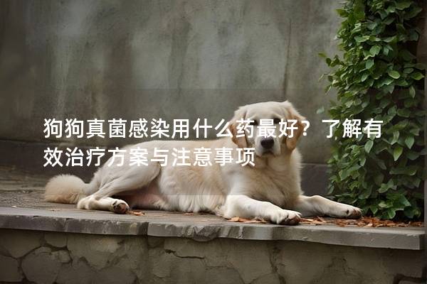 狗狗真菌感染用什么藥最好？了解有效治療方案與注意事項