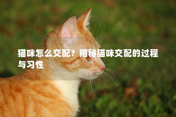 貓咪怎么交配？揭秘貓咪交配的過程與習性