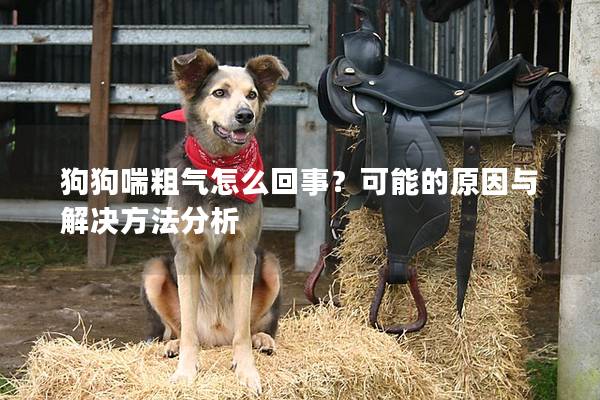 狗狗喘粗氣怎么回事？可能的原因與解決方法分析