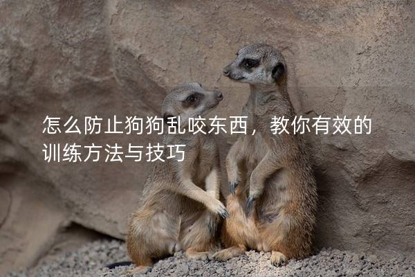 怎么防止狗狗亂咬東西，教你有效的訓(xùn)練方法與技巧