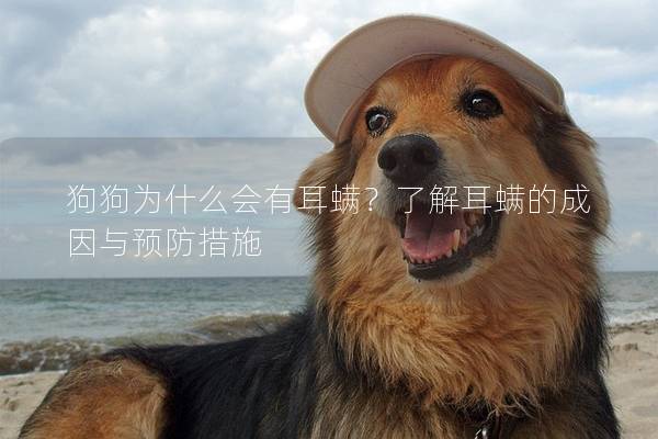 狗狗為什么會有耳螨？了解耳螨的成因與預防措施
