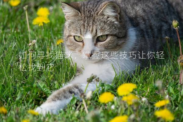 如何尋找貓咪，掌握這些技巧讓你輕松找到它