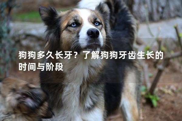 狗狗多久長牙？了解狗狗牙齒生長的時間與階段
