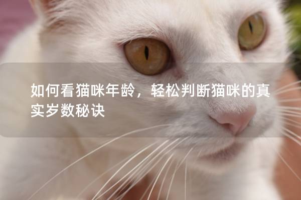 如何看貓咪年齡，輕松判斷貓咪的真實(shí)歲數(shù)秘訣