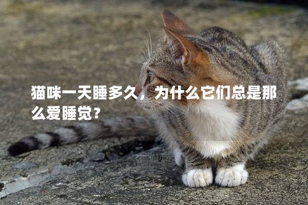 貓咪一天睡多久,為什么它們總是那么愛睡覺? 貓咪一天睡多久,為什么它們總是那么愛睡覺?