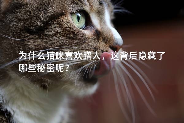 為什么貓咪喜歡蹭人，這背后隱藏了哪些秘密呢？