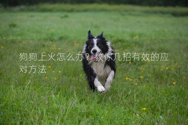 狗狗上火怎么辦？教你幾招有效的應(yīng)對方法